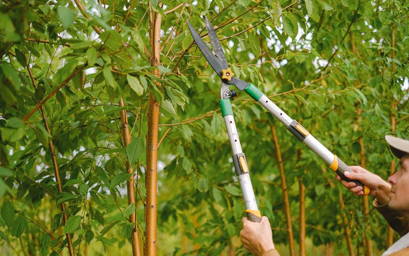 Tree trimming in West Linn, OR